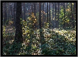 Las, Drzewa, Rośliny, Światło