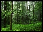Las, Drzewa, Rośliny, Wiosna