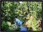 Rzeczka, Las, Lato