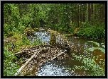 Rzeka, Las, Kamienie, Drzewa, Konary, Gałęzie, Rośliny