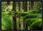 Rzeka, Las, Trawy
