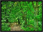 Zielony, Las, Ścieżka, Drzewa, Droga