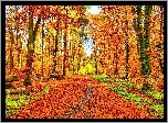 Jesień, Las, Ścieżka, Opadłe liście