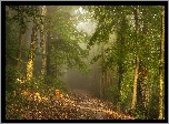 Las, Drzewa, Mgła, ścieżka, Ławka