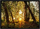 Las, Drzewa, Promienie, Słońca, Wiosna