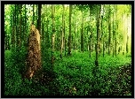 Las, Promienie, Słońca, Przyroda