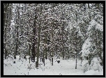 Las, śnieg