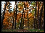 Las, Ścieżka, Sosny, Jesień