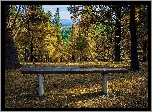Stany Zjednoczone, Stan Montana, Las Bitterroot National Forest, Szlak Bass Creek Trail, Ławka, Drzewa