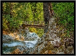 Las, Rzeka Ohanapecosh River, Skały, Drzewa, Drewniany, Mostek, Park Narodowy Mount Rainier, Stan Waszyngton, Stany Zjednoczone