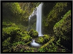 Las, Wodospad, Omszałe, Kamienie, Skały, Pnie, Roślinność, Rezerwat przyrody, Columbia River Gorge, Stan Waszyngton, Stany Zjednoczone