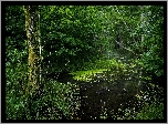 Las, Drzewa, Staw, Rośliny