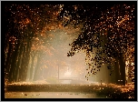 Las, Drzewa, Jesień, Mgła, Staw, Kaczki