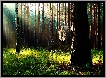 Las, Pajęczyna, Suche, Gałęzie
