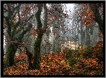 Jesień, Las, Drzewa, Mgła, Kolorowa, Roślinność, Przebijające światło