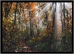 Jesień, Las, Drzewa, Ścieżka, Promienie słońca, Przebijające światło