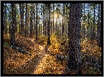 Las, Przebijające światło, Ścieżka