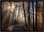 Las, Droga, Przebijające światło, Mgła