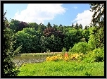 Las, Jezioro, Szuwary, Polana