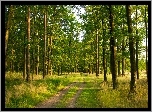 Las, Drzewa, Trawa, Ścieżka