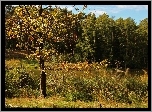 Las, Jezioro, Drzewa, Trawa, Jesień