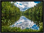 Las, Drzewa, Jezioro, Trawy, Odbicie