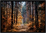 Las, Droga, Drzewa, Przebijające, Światło, Jesień