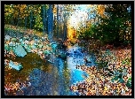 Las, Rzeczka, Kamienie, Przebijające, Światło, Jesień