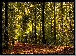 Las, Droga, Liście, Przebijające, Światło, Jesień