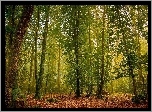 Las, Drzewa, Liście, Przebijające, Światło, Wiosna