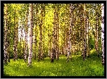 Las, Brzozowy, Przebijające, Światło, Wiosna