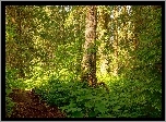 Las, Ścieżka, Przebijające, Światło, Wiosna