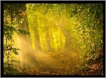 Las, Drzewa, Przebijające, Światło, Jesień