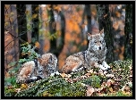 Wilki, Las, Jesień