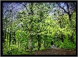 Wiosna, Las, Dróżki