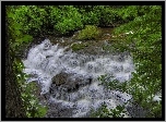 Wodospad, Las, Drzewa