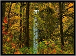 Wodospad, Las, Jesień