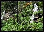 Wodospady, Las, Paproć