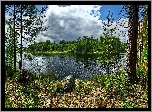 Las, Jezioro, Ładoga, Wyspa, Kilpola