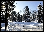 Śnieg, Zaspy, Płot, Las, Mróz