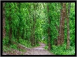 Las, Drzewa, Droga, Ścieżka, Zieleń, HDR