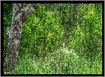 Las, Drzewo, Konar, Brzoza, Zieleń, Rośliny