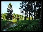 Las, Rzeczka, Zieleń, Lato