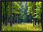 Ławka, Las, Zielone, Drzewa, Grafika