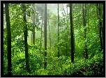 Zielony, Las, Mgła