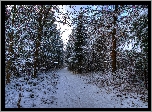 Las, Droga, Drzewa, Zima, Śnieg