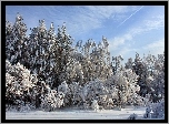 Zima, Las, Śnieg