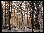 Zima, Las, Śnieg