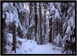 Zima, Las, Śnieg