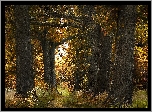 Jesień, Las, Żółte, Drzewa, Trawa